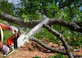 Best Tree Risk Assessment  in Chariton, IA